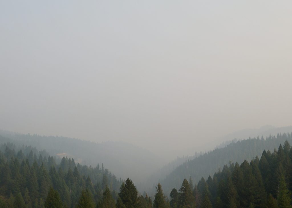 forest fire smoke obscuring view over trees