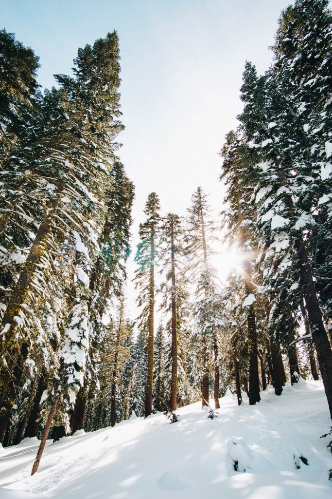 snowy forest
