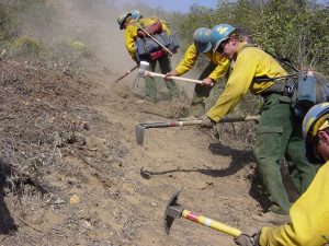 Four firefighters cutting handline. Photo of the Plumas Hotshots.