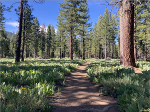 Forest Restoration Project